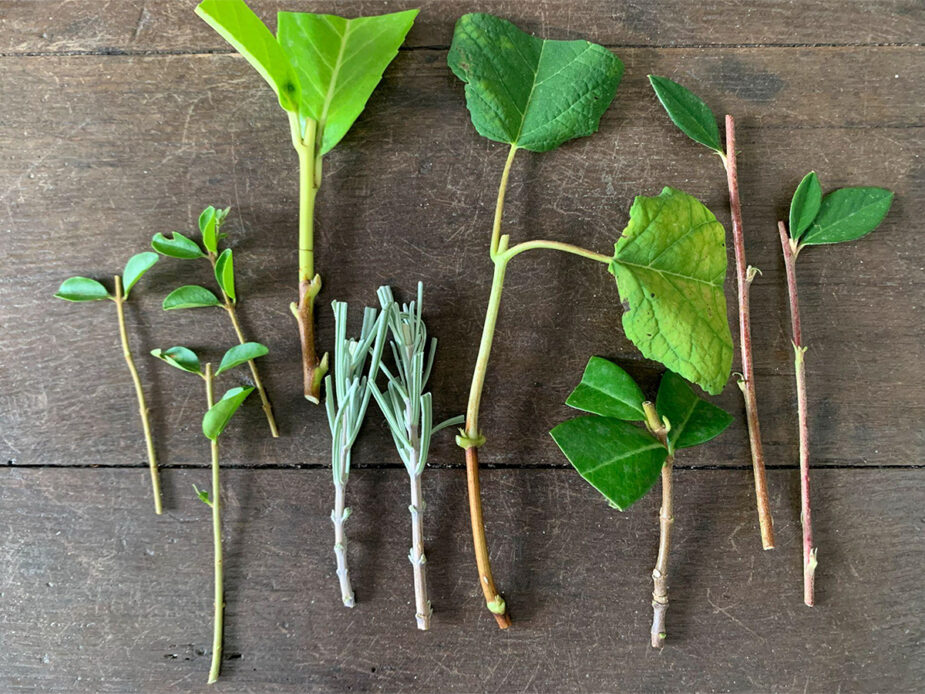Talea legnosa
