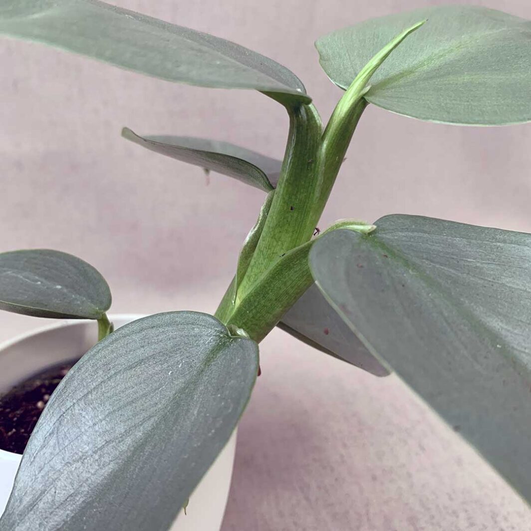 Philodendron Silver Dust