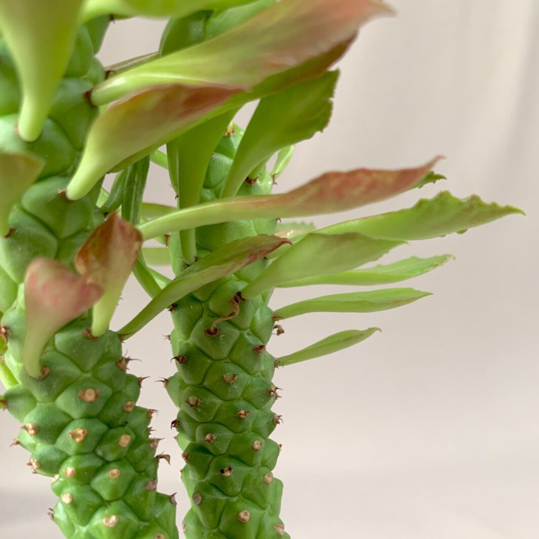 Baby plants Monadenium