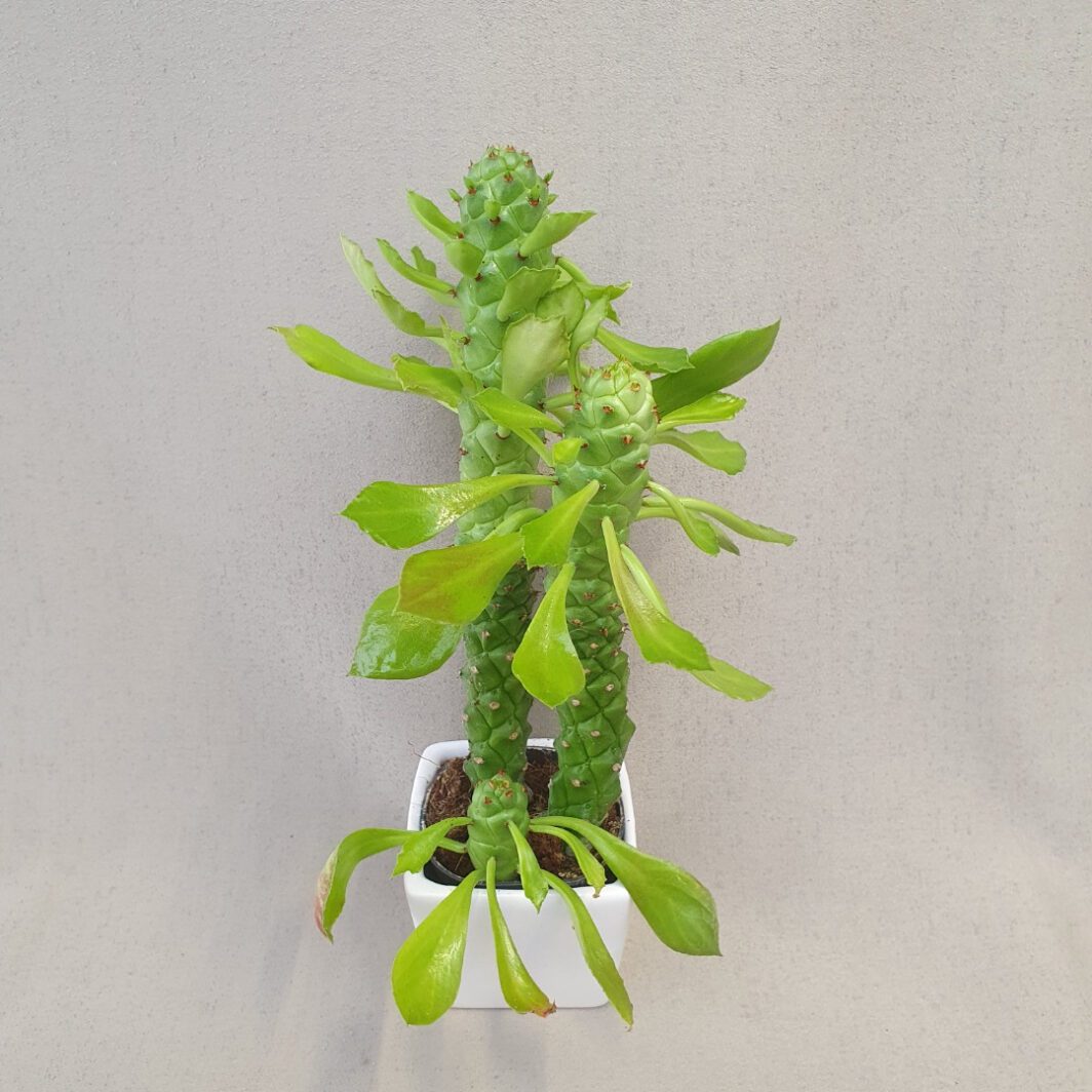 Euphorbiaceae Monadenium