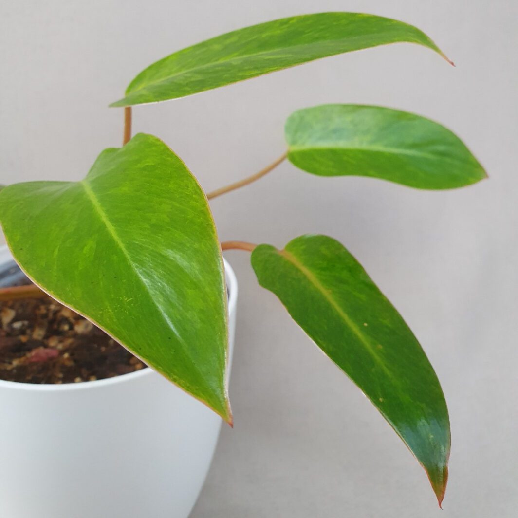 Philodendron Lady variegato