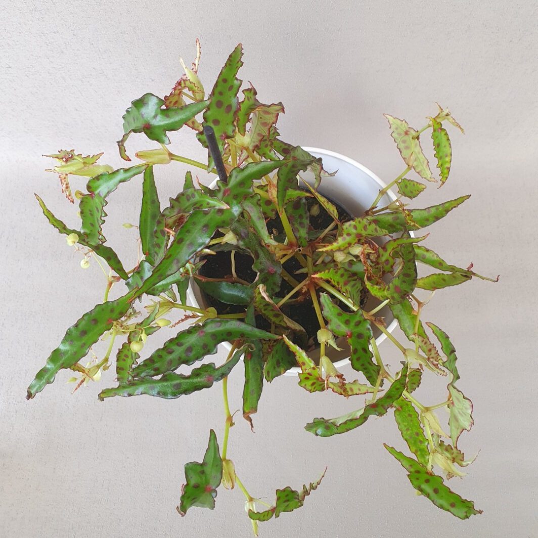 mini begonia