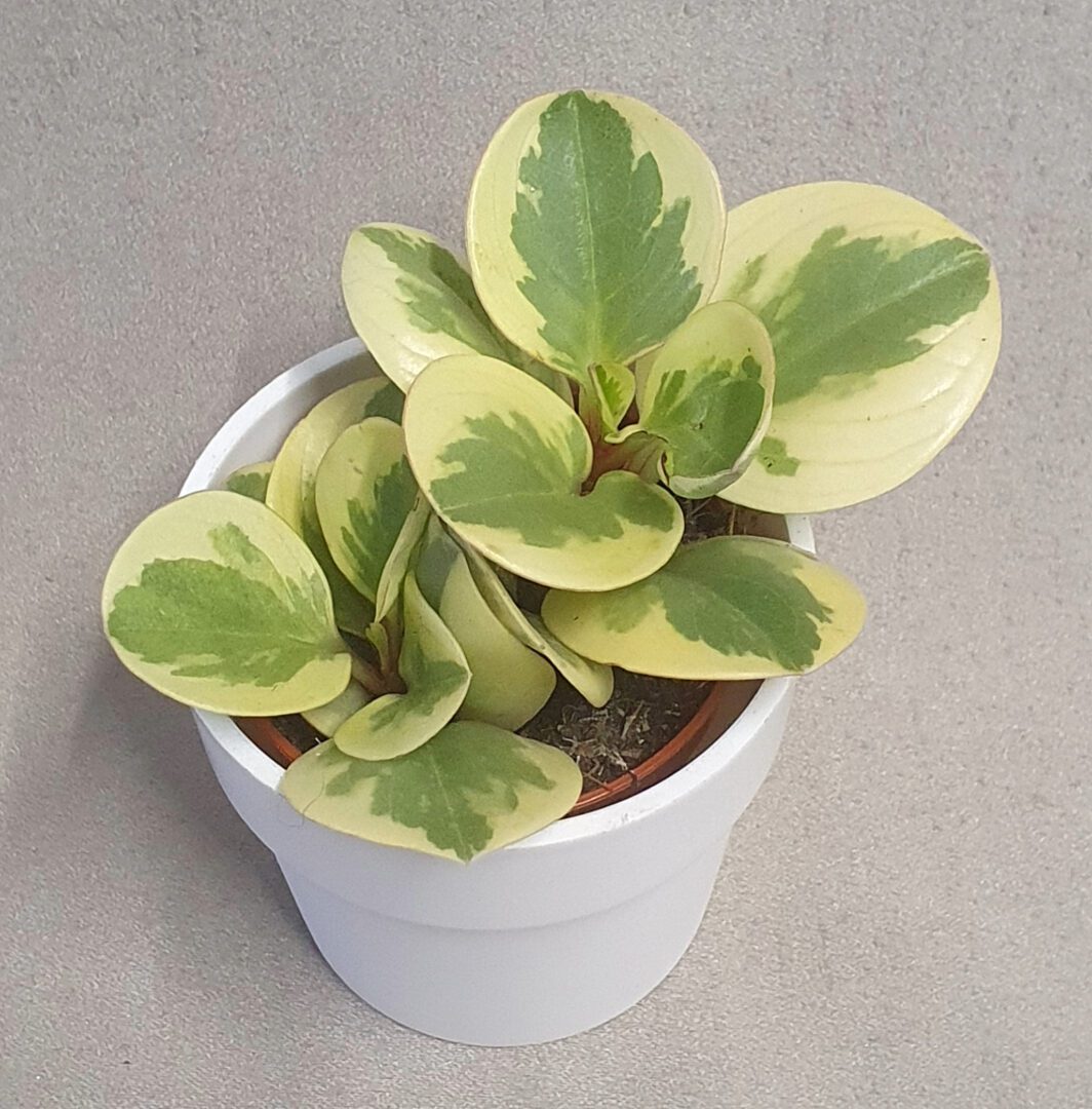 PEPEROMIA baby plant